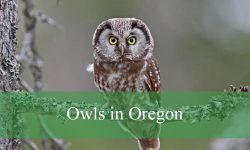 14 Types of Owls in Oregon (With Pictures and Identification)