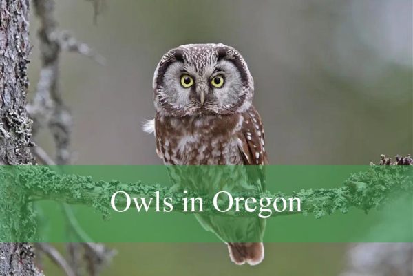Owls in Oregon
