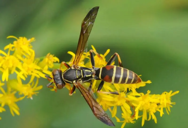 Secrets About Wasps in Louisiana