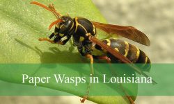 How Do Paper Wasps in Louisiana Use Their Venom to Defend?