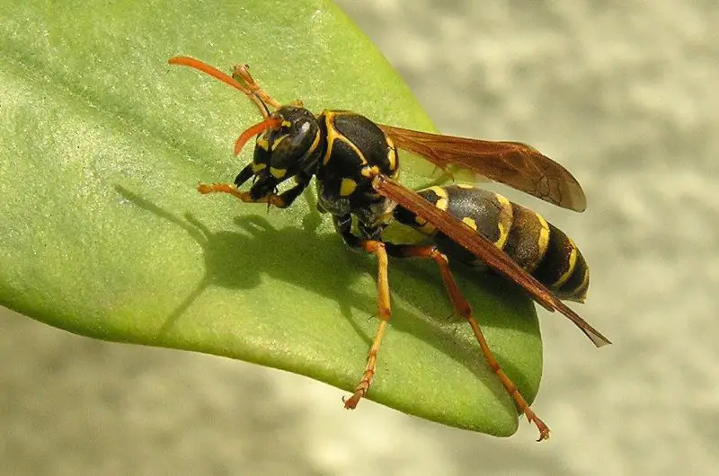 Paper Wasps in Louisiana