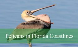 The Truth About Pelicans in Florida Coastlines