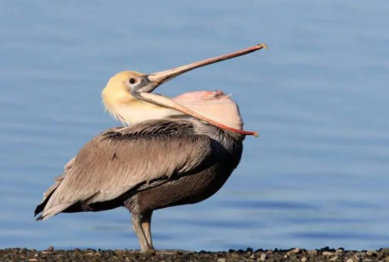 Pelicans in Florida Coastlines