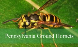 Can Pennsylvania Ground Hornets Inject Venom Multiple Times?
