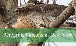 The Truth About Peregrine Falcons in New York You Didn’t Expect