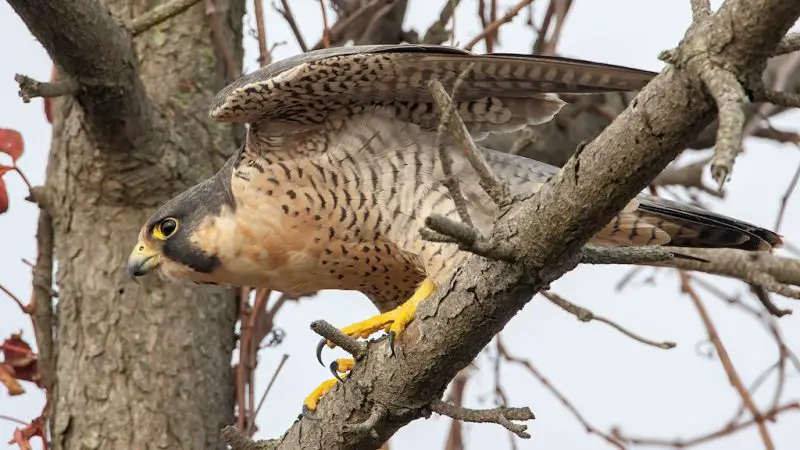 Peregrine Falcons in New York