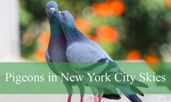 What You Didn’t Know About Pigeons in New York City Skies