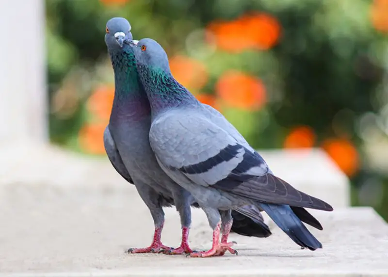 Pigeons in New York City Skies