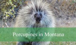 Facts About Porcupines in Montana Most People Don’t Know