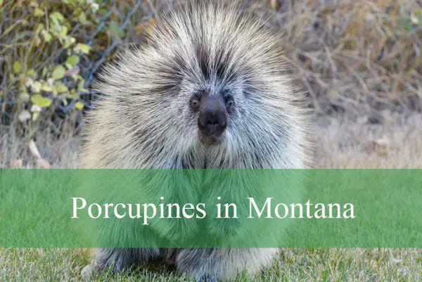 Porcupines in Montana