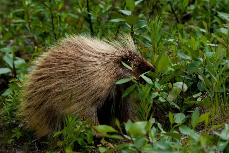 Porcupines in New Hampshire