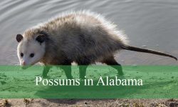 The Truth About Possums in Alabama You Didn’t Expect