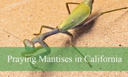 Why Praying Mantises in California Are So Fascinating