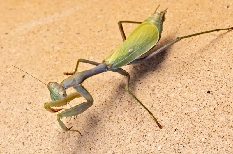 Praying Mantises in California