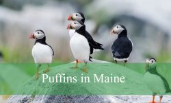 The Truth About Puffins in Maine You Never Heard Of