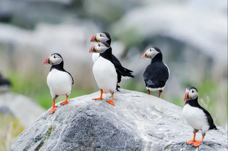Puffins in Maine