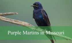 Secrets About Purple Martins in Missouri You Didn’t Expect
