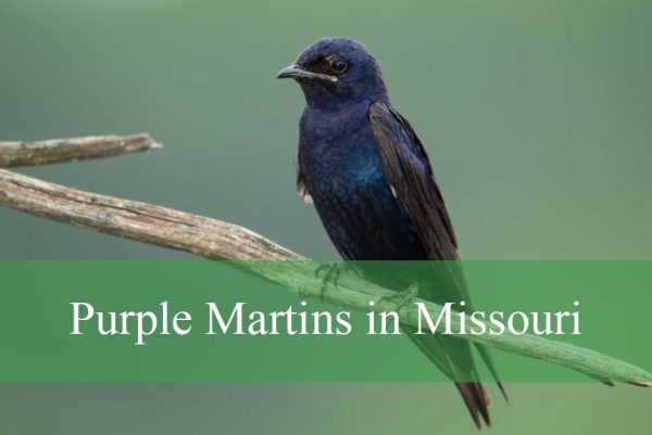 Purple Martins in Missouri