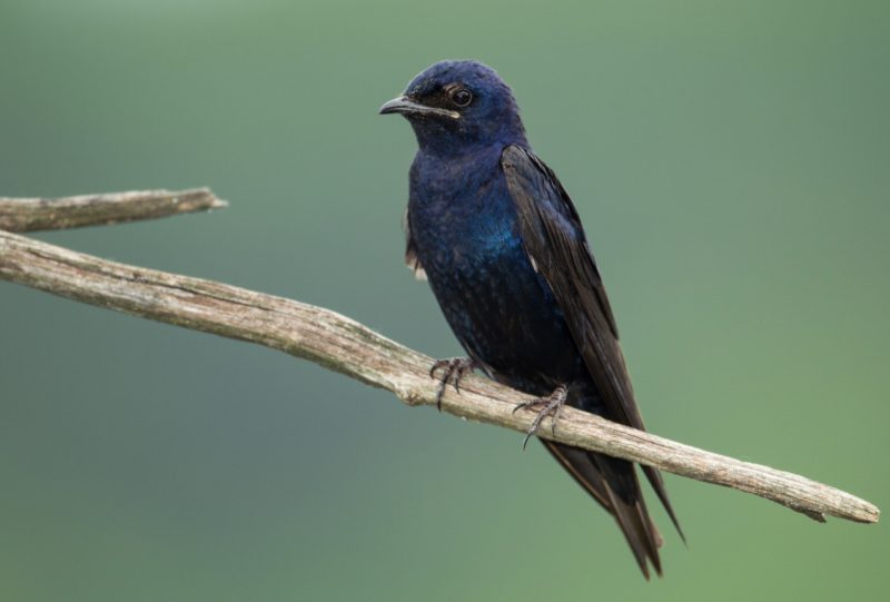Purple Martins in Missouri