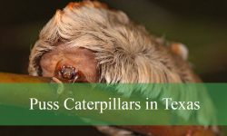Why Are Puss Caterpillars in Texas So Venomous?