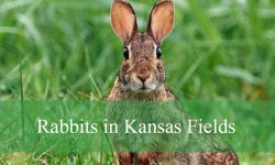 The Truth About Rabbits in Kansas Fields