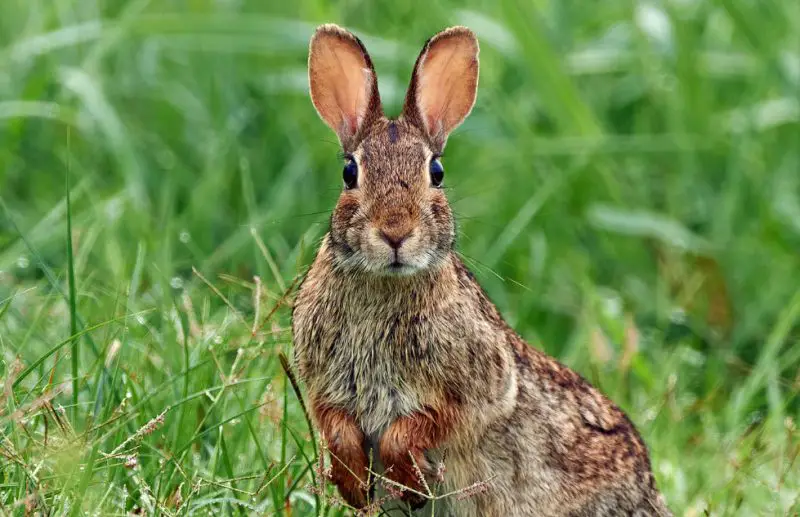 Rabbits in Kansas Fields