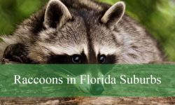 The Truth About Raccoons in Florida Suburbs You Didn’t Expect