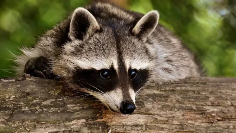 Raccoons in Florida Suburbs