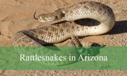 Secrets About Rattlesnakes in Arizona That Few People Know