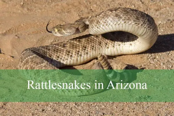 Rattlesnakes in Arizona