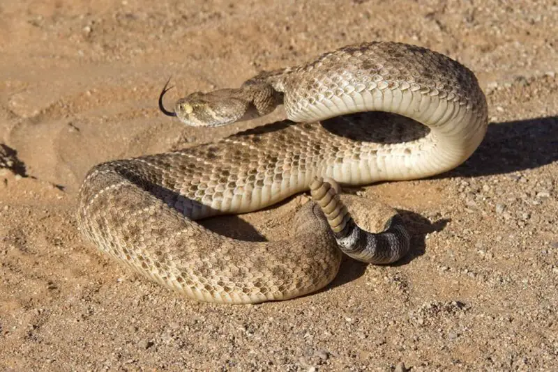 Rattlesnakes in Arizona