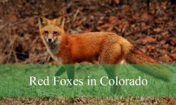 8 Surprising Facts About Red Foxes in Colorado