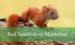How Red Squirrels in Minnesota Store Food for Winter