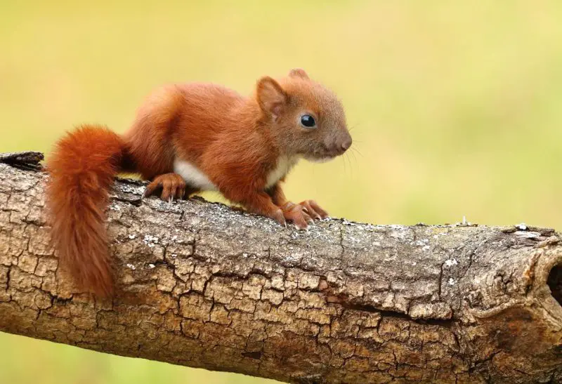 Red Squirrels in Minnesota
