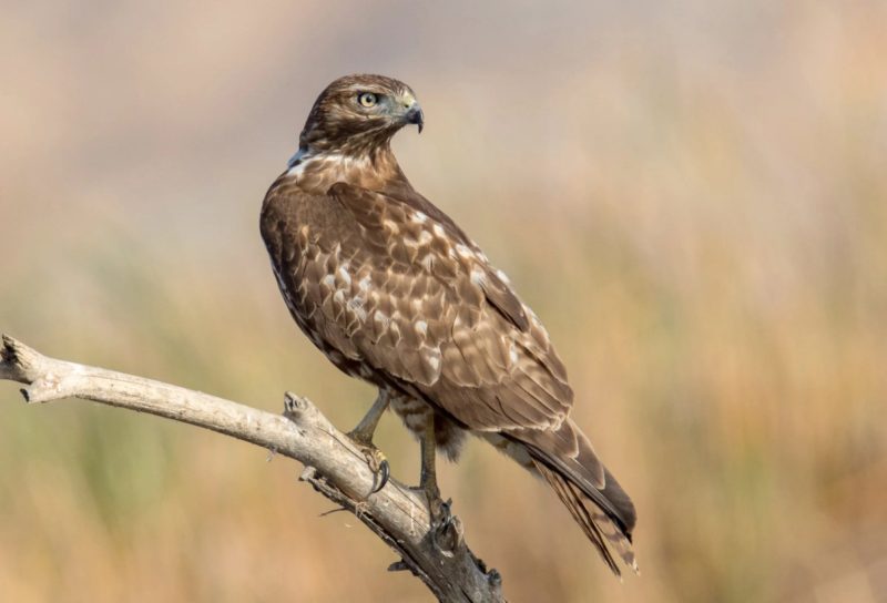 Hawks in Colorado Mountains