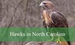 What You Didn’t Know About Hawks in North Carolina