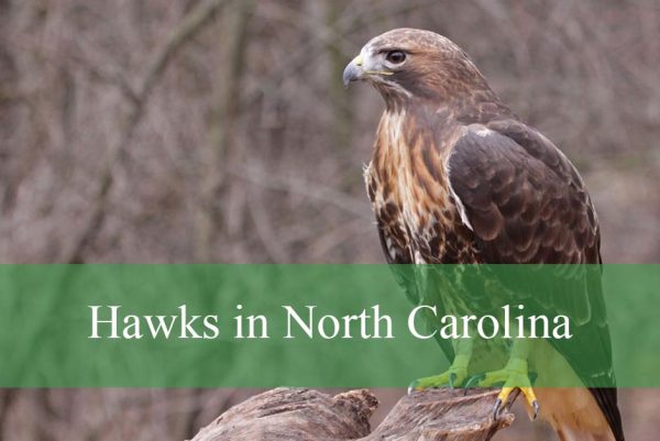 Hawks in North Carolina