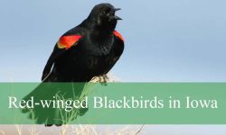 Secrets About Red-winged Blackbirds in Iowa That Will Shock You