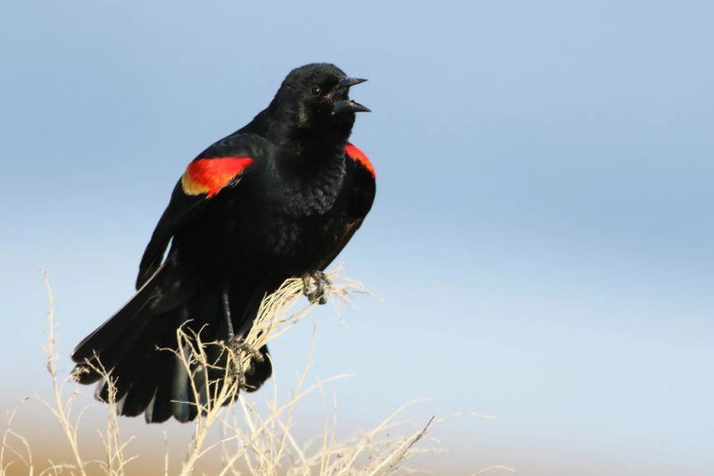 Red-winged Blackbirds in Iowa