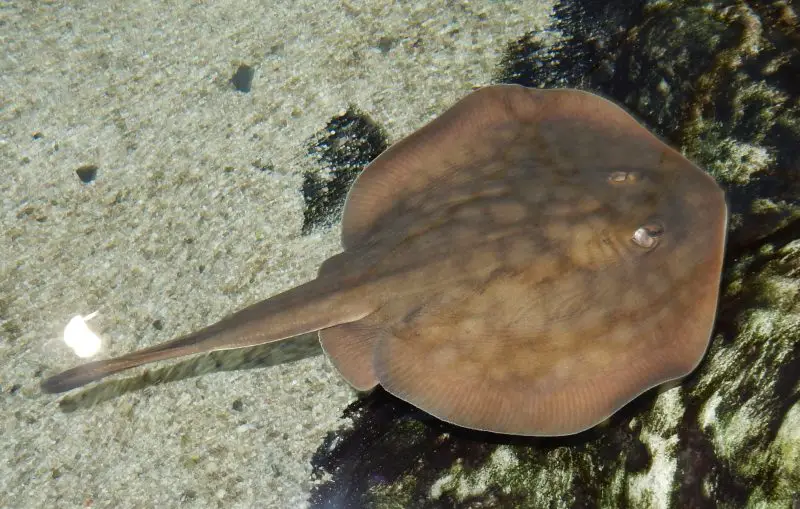 Stingrays Found in California