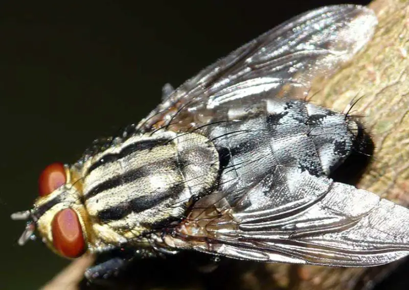 Dangerous Bugs in New York