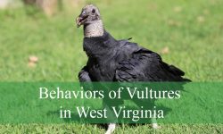 8 Scavenger Behaviors of Vultures in West Virginia