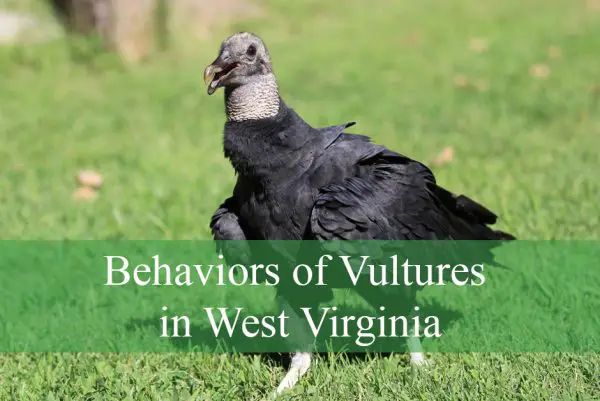 Scavenger Behaviors of Vultures in West Virginia