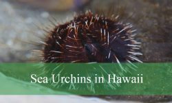 Secrets About Sea Urchins in Hawaii That Will Surprise You