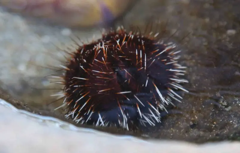 Sea Urchins in Hawaii