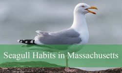 10 Seagull Habits in Massachusetts Beaches You Should Know