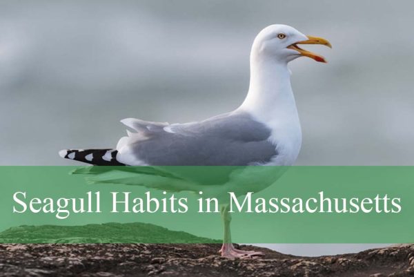 Seagull Habits in Massachusetts