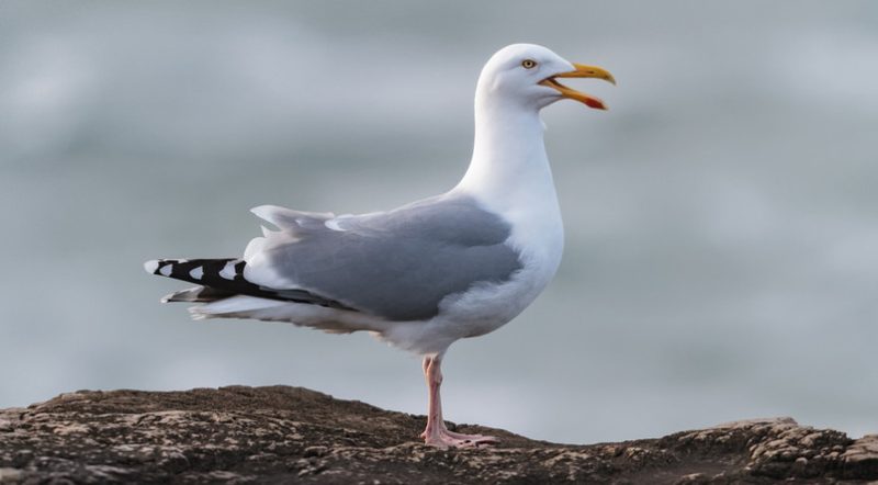 Seagull Habits in Massachusetts