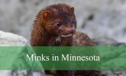 Shocking Secrets About Minks in Minnesota Wetlands