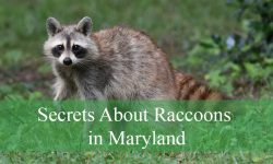 Secrets About Raccoons in Maryland You Didn’t Expect